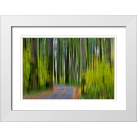 USA- Washington State- Darrington. Curved roadway in autumn forest of fir and vine maple trees White Modern Wood Framed Art Print with Double Matting by Gulin, Darrell