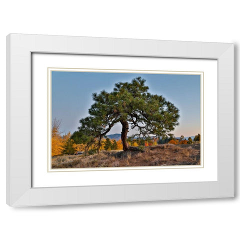 USA- Washington State- Winthrop- Sun Mountain and lone pine tree White Modern Wood Framed Art Print with Double Matting by Gulin, Darrell