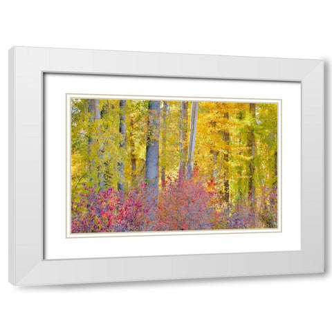 USA- Washington State. Cottonwoods and wild Dogwood trees in fall color near Winthrop White Modern Wood Framed Art Print with Double Matting by Gulin, Darrell