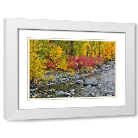 USA- Washington State. Cottonwoods and wild dogwood along Peshastin Creek- off of Highway 97 White Modern Wood Framed Art Print with Double Matting by Gulin, Darrell