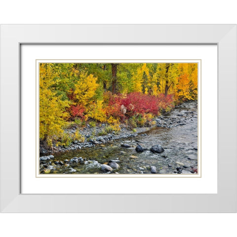 USA- Washington State. Cottonwoods and wild dogwood along Peshastin Creek- off of Highway 97 White Modern Wood Framed Art Print with Double Matting by Gulin, Darrell