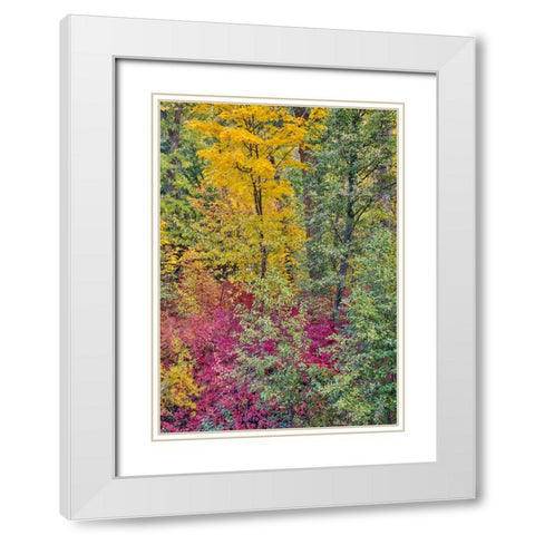 USA- Washington State. Cottonwoods and wild dogwood along Peshastin Creek- off of Highway 97 White Modern Wood Framed Art Print with Double Matting by Gulin, Darrell