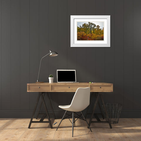 USA- Washington State. Cottonwoods and wild dogwoods trees in Autumn Color. White Modern Wood Framed Art Print with Double Matting by Gulin, Darrell