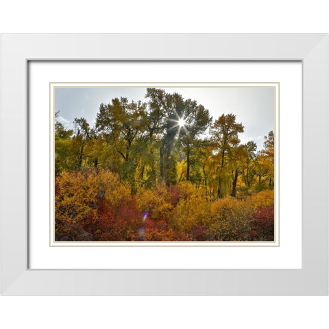 USA- Washington State. Cottonwoods and wild dogwoods trees in Autumn Color. White Modern Wood Framed Art Print with Double Matting by Gulin, Darrell