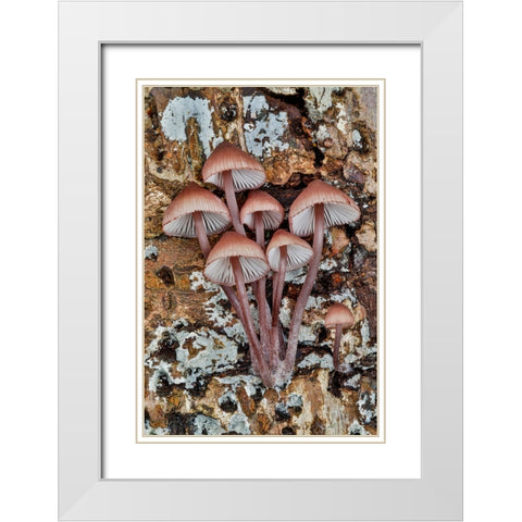 USA- Washington State- Sammamish. Mushrooms growing on fall alder tree log White Modern Wood Framed Art Print with Double Matting by Gulin, Darrell