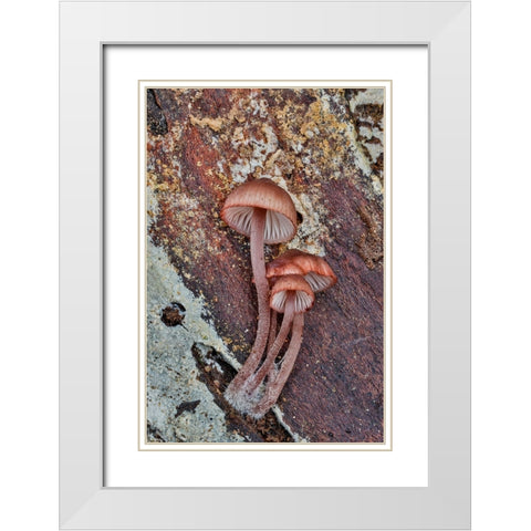 USA- Washington State- Sammamish. Mushrooms growing on fall alder tree log White Modern Wood Framed Art Print with Double Matting by Gulin, Darrell
