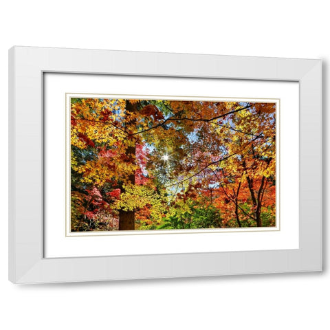 USA- Washington State- Seattle- Washington Arboretum with fall color on Japanese Maple trees White Modern Wood Framed Art Print with Double Matting by Gulin, Darrell
