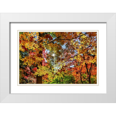 USA- Washington State- Seattle- Washington Arboretum with fall color on Japanese Maple trees White Modern Wood Framed Art Print with Double Matting by Gulin, Darrell