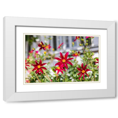 Washington State-Fort Vancouver National Historic Site Flowers in the garden White Modern Wood Framed Art Print with Double Matting by Wilson, Emily