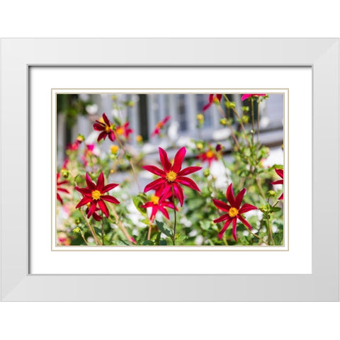 Washington State-Fort Vancouver National Historic Site Flowers in the garden White Modern Wood Framed Art Print with Double Matting by Wilson, Emily