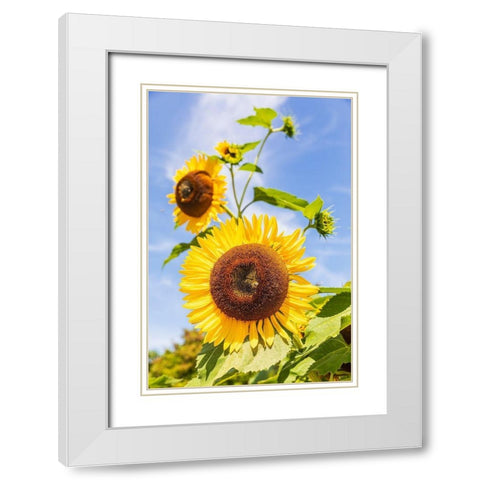 Washington State-Fort Vancouver National Historic Site Sunflower in the garden White Modern Wood Framed Art Print with Double Matting by Wilson, Emily