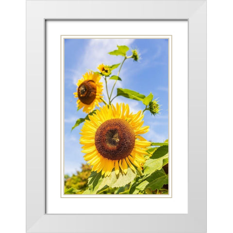 Washington State-Fort Vancouver National Historic Site Sunflower in the garden White Modern Wood Framed Art Print with Double Matting by Wilson, Emily