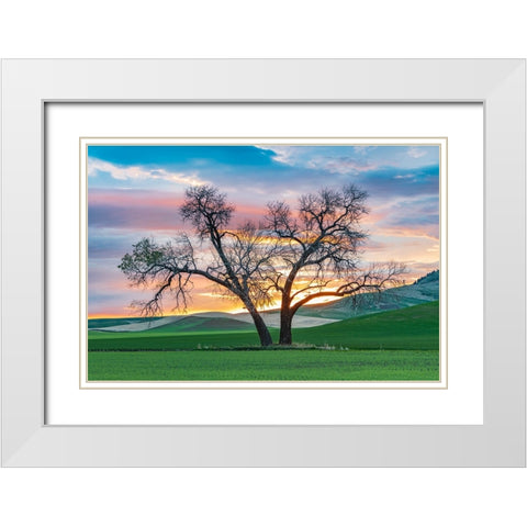 Steptoe-Washington State-USA-Cottonwood trees in a wheat field at sunset White Modern Wood Framed Art Print with Double Matting by Wilson, Emily M.