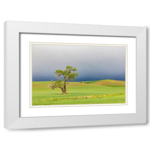 Steptoe-Washington State-USA-Cottonwood tree in wheat field under storm clouds in the Palouse hills White Modern Wood Framed Art Print with Double Matting by Wilson, Emily M.