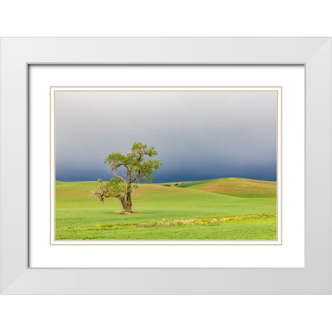 Steptoe-Washington State-USA-Cottonwood tree in wheat field under storm clouds in the Palouse hills White Modern Wood Framed Art Print with Double Matting by Wilson, Emily M.