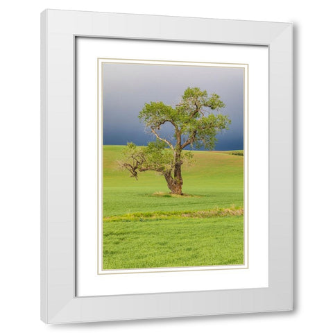 Steptoe-Washington State-USA-Cottonwood tree in wheat field under storm clouds in the Palouse hills White Modern Wood Framed Art Print with Double Matting by Wilson, Emily M.