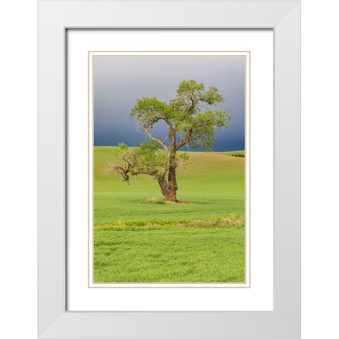 Steptoe-Washington State-USA-Cottonwood tree in wheat field under storm clouds in the Palouse hills White Modern Wood Framed Art Print with Double Matting by Wilson, Emily M.