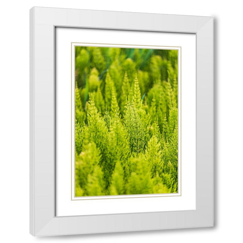 Steptoe-Washington State-USA-Horsetail plants-equisetum-in the Palouse hills White Modern Wood Framed Art Print with Double Matting by Wilson, Emily M.