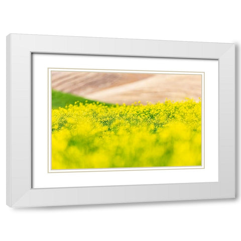 Lacrosse-Washington State-USA-Blooming canola field in the Palouse hills White Modern Wood Framed Art Print with Double Matting by Wilson, Emily M.