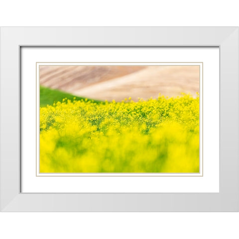 Lacrosse-Washington State-USA-Blooming canola field in the Palouse hills White Modern Wood Framed Art Print with Double Matting by Wilson, Emily M.