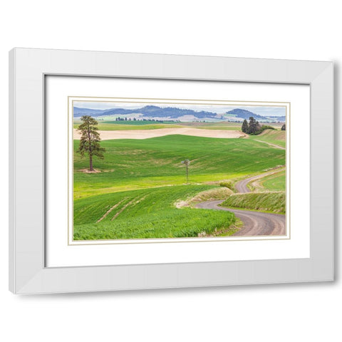 Palouse-Washington State-USA-Dirt road winding through wheat fields in the Palouse hills White Modern Wood Framed Art Print with Double Matting by Wilson, Emily M.
