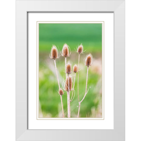 Garfield-Washington State-USA-Thistle plants in the Palouse hills White Modern Wood Framed Art Print with Double Matting by Wilson, Emily M.