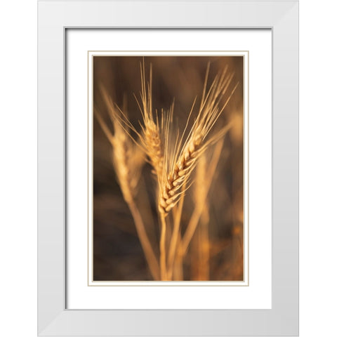 USA- Washington State- Whitman County- Palouse. Wheat. White Modern Wood Framed Art Print with Double Matting by Wilson, Emily M.