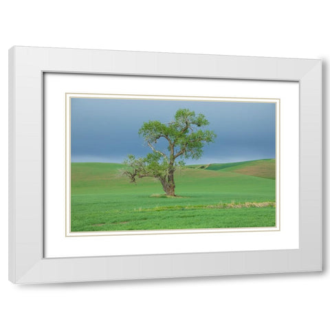 USA- Washington State- Whitman County- Palouse. Solitary tree. White Modern Wood Framed Art Print with Double Matting by Wilson, Emily M.