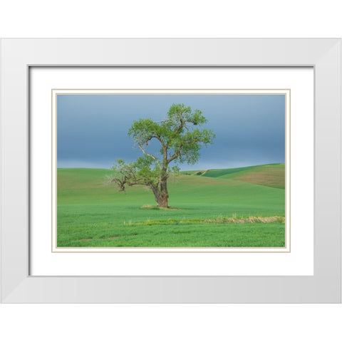 USA- Washington State- Whitman County- Palouse. Solitary tree. White Modern Wood Framed Art Print with Double Matting by Wilson, Emily M.