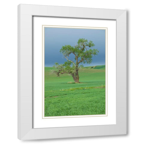 USA- Washington State- Whitman County- Palouse White Modern Wood Framed Art Print with Double Matting by Wilson, Emily M.