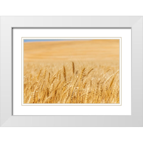 USA- Washington State- Whitman County- Palouse. Wheat fields. White Modern Wood Framed Art Print with Double Matting by Wilson, Emily M.
