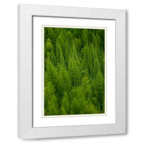 USA- Washington State- Whitman County- Palouse. Green plants. White Modern Wood Framed Art Print with Double Matting by Wilson, Emily M.