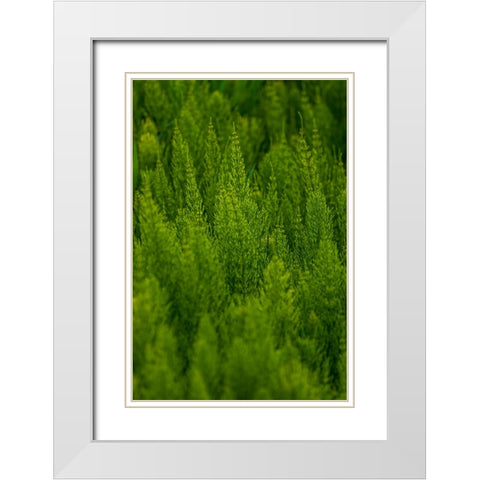 USA- Washington State- Whitman County- Palouse. Green plants. White Modern Wood Framed Art Print with Double Matting by Wilson, Emily M.
