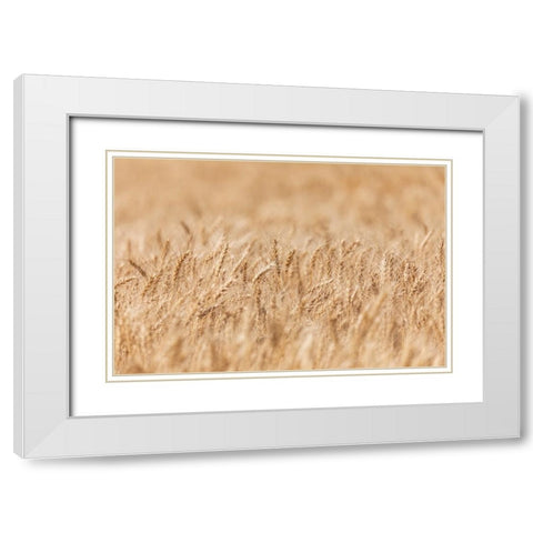 USA- Washington State- Whitman County- Palouse. Wheat fields. White Modern Wood Framed Art Print with Double Matting by Wilson, Emily M.