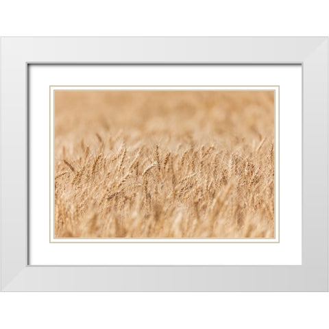 USA- Washington State- Whitman County- Palouse. Wheat fields. White Modern Wood Framed Art Print with Double Matting by Wilson, Emily M.