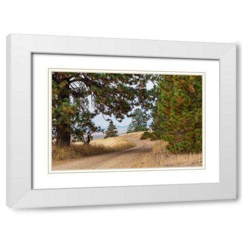 USA- Washington State- Whitman County- Palouse. Pine trees along dirt road near Farmington. White Modern Wood Framed Art Print with Double Matting by Wilson, Emily M.
