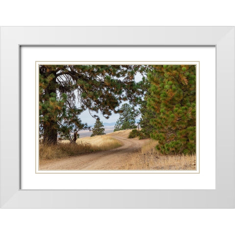 USA- Washington State- Whitman County- Palouse. Pine trees along dirt road near Farmington. White Modern Wood Framed Art Print with Double Matting by Wilson, Emily M.
