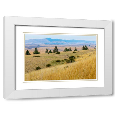USA- Washington State- Whitman County- Palouse. Fields of wheat near Farmington. White Modern Wood Framed Art Print with Double Matting by Wilson, Emily M.