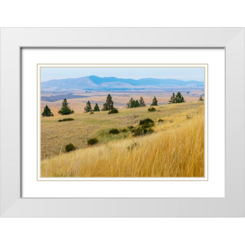 USA- Washington State- Whitman County- Palouse. Fields of wheat near Farmington. White Modern Wood Framed Art Print with Double Matting by Wilson, Emily M.