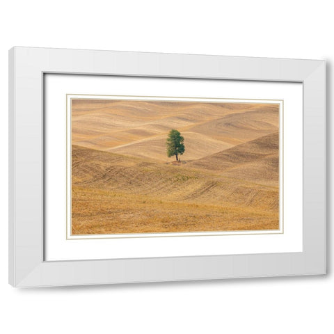 USA- Washington State- Whitman County- Palouse. Lone tree in rolling field. White Modern Wood Framed Art Print with Double Matting by Wilson, Emily M.