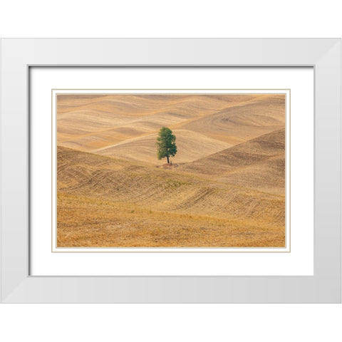 USA- Washington State- Whitman County- Palouse. Lone tree in rolling field. White Modern Wood Framed Art Print with Double Matting by Wilson, Emily M.