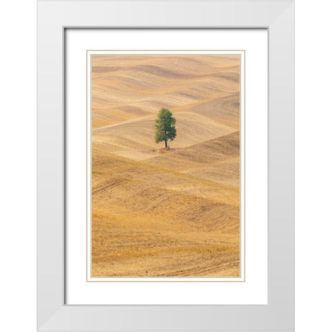 USA- Washington State- Whitman County- Palouse. Lone tree in rolling field. White Modern Wood Framed Art Print with Double Matting by Wilson, Emily M.
