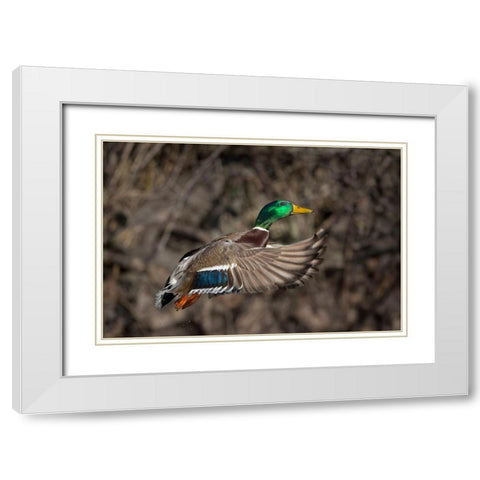 Washington State Male Mallard takes flight from Lake Washington Seattle White Modern Wood Framed Art Print with Double Matting by Luhm, Gary