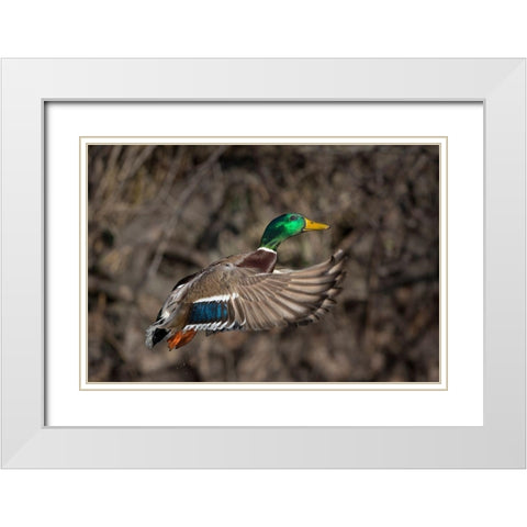 Washington State Male Mallard takes flight from Lake Washington Seattle White Modern Wood Framed Art Print with Double Matting by Luhm, Gary