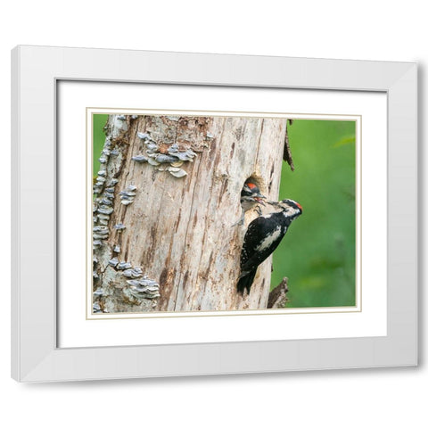 Washington State A male Hairy Woodpecker at nest hole feeds a young chick Snoqualmie Valley White Modern Wood Framed Art Print with Double Matting by Luhm, Gary