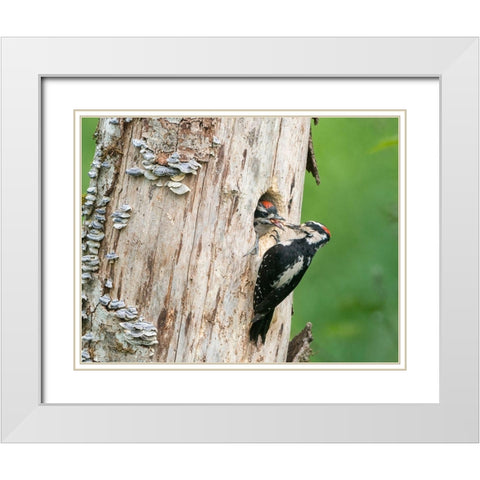 Washington State A male Hairy Woodpecker at nest hole feeds a young chick Snoqualmie Valley White Modern Wood Framed Art Print with Double Matting by Luhm, Gary