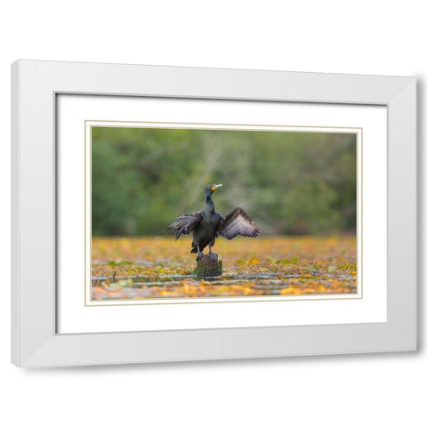Washington State A Double-crested Cormorant spreads its wings to dry Seattle White Modern Wood Framed Art Print with Double Matting by Luhm, Gary