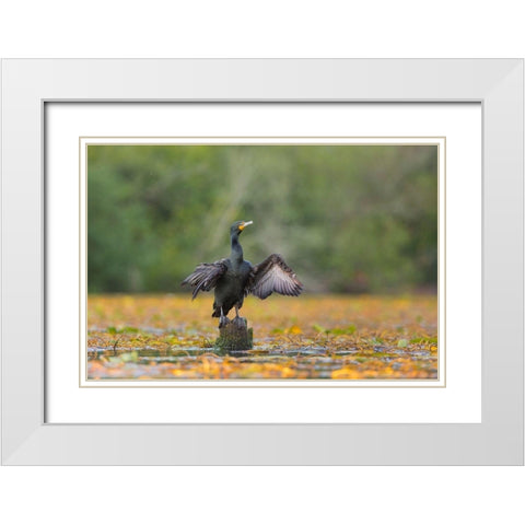 Washington State A Double-crested Cormorant spreads its wings to dry Seattle White Modern Wood Framed Art Print with Double Matting by Luhm, Gary