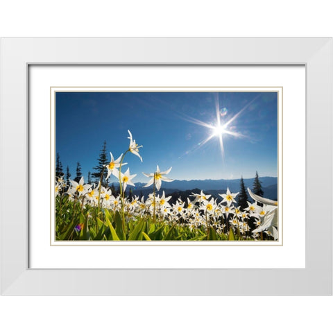 Washington State Avalanche Lilies backlit against a starburst sky at Olympic National Park White Modern Wood Framed Art Print with Double Matting by Luhm, Gary