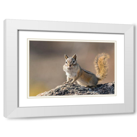 Washington State Least Chipmunk (Tamias minimus) pauses from gathering seeds on Cooper Ridge White Modern Wood Framed Art Print with Double Matting by Luhm, Gary